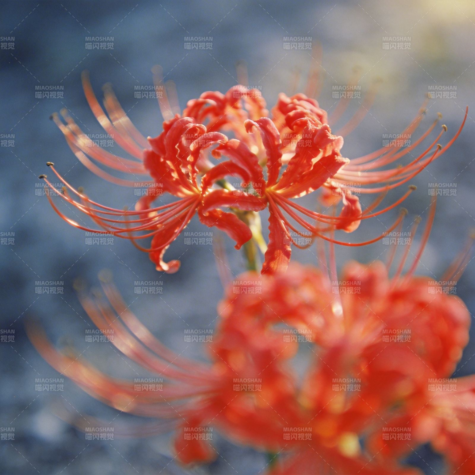 彼岸花绽放图片