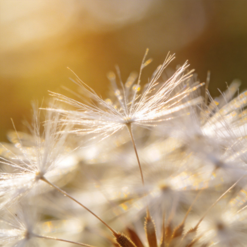 蒲公英的轻盈飞翔图片