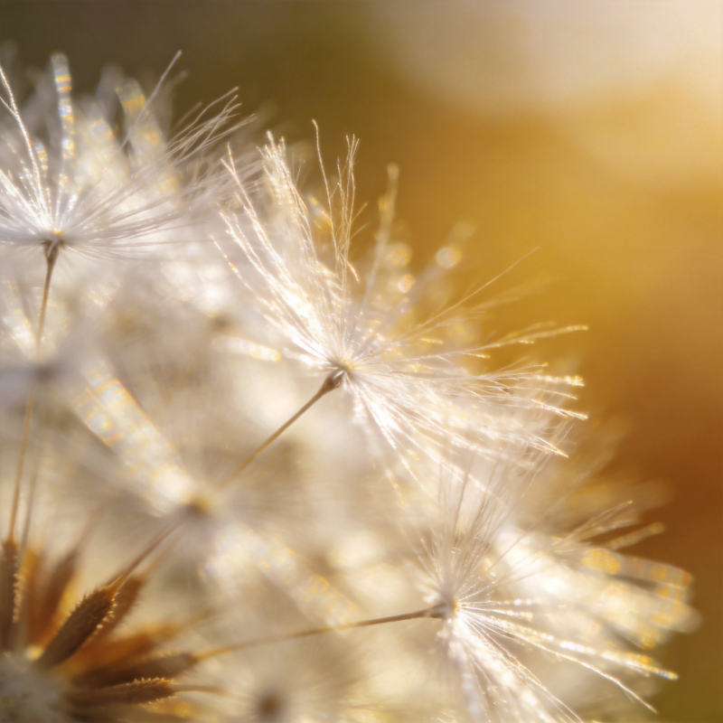 蒲公英的轻盈时光图片