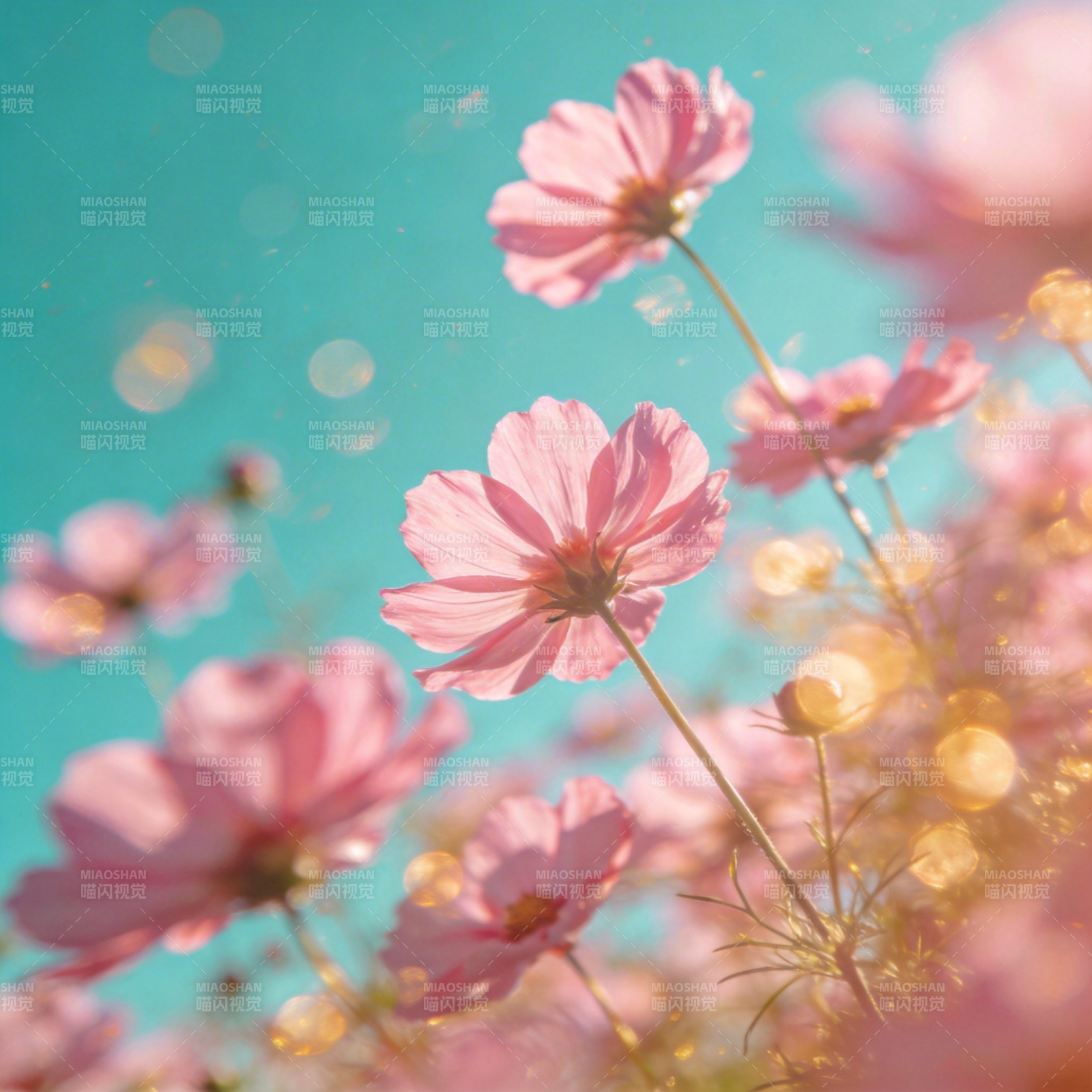粉花映碧空图片