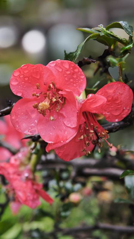 雨后海棠花图片