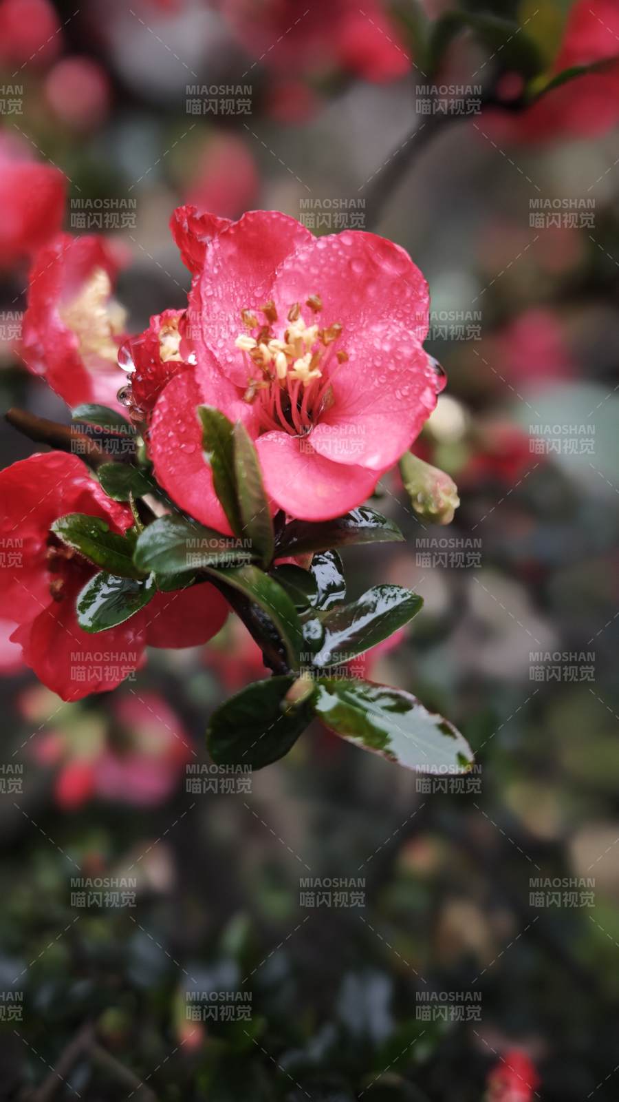 雨后海棠绽放图片