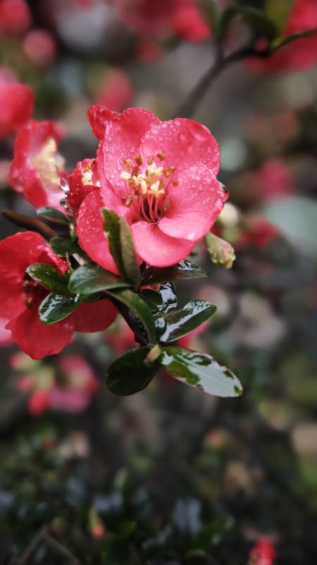 雨后海棠绽放图片