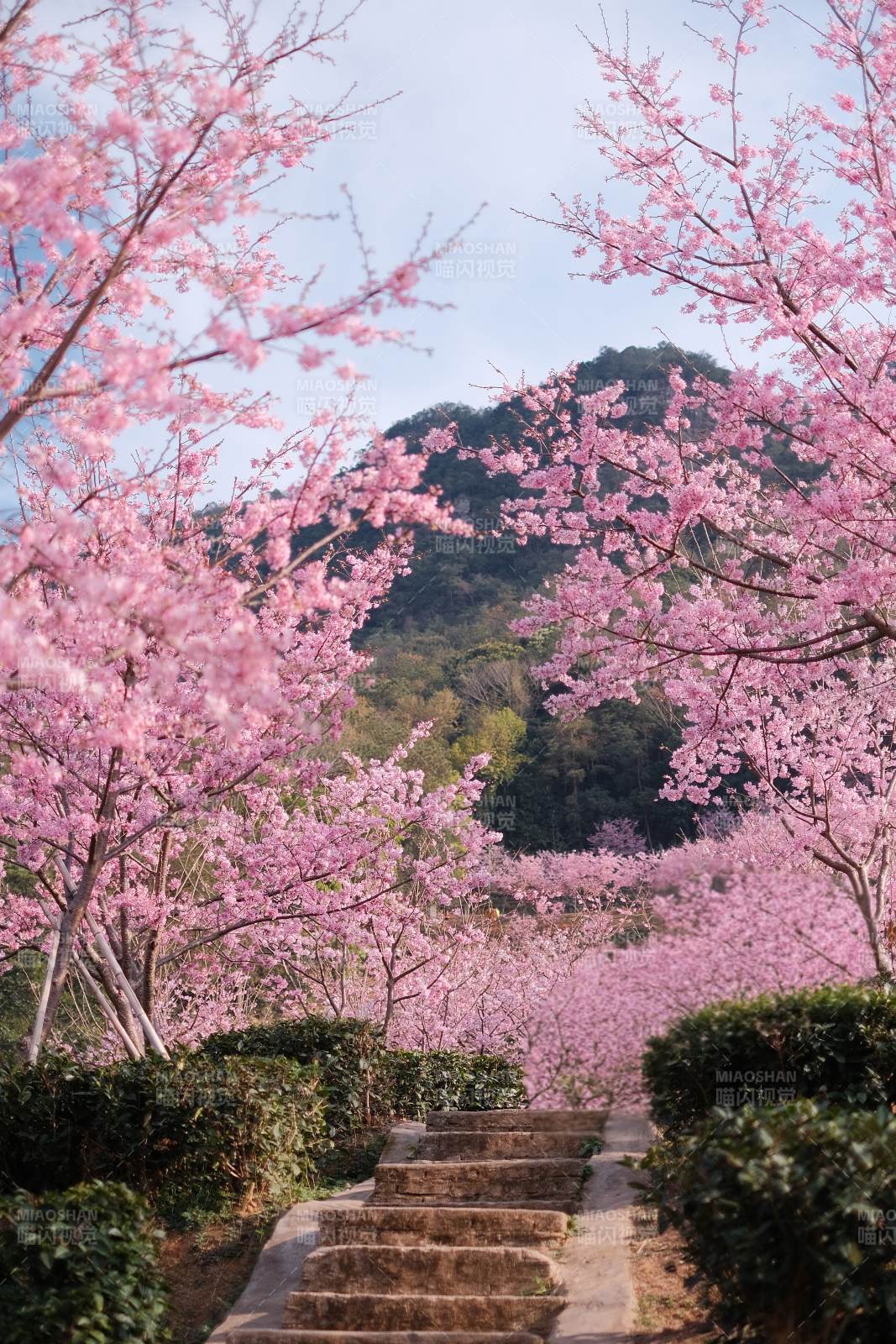 樱花满径春意浓图片
