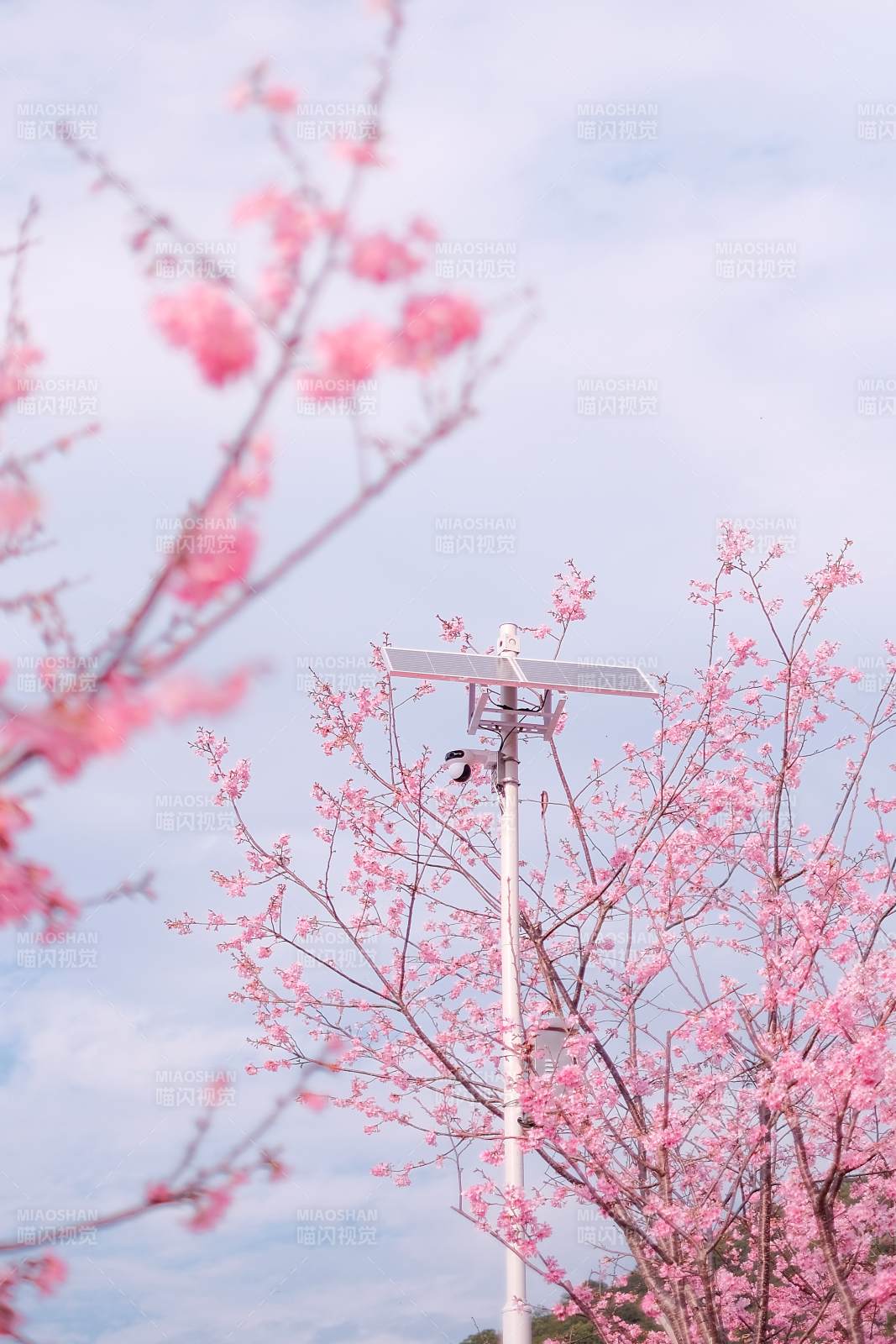 樱花与太阳能灯图片
