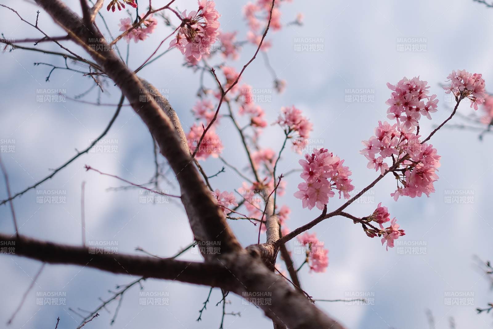樱花绽放枝头图片