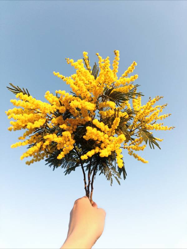 手捧金黄花束图片