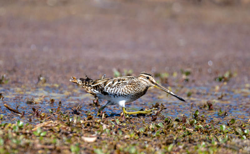 鹬鸟湿地觅食图片