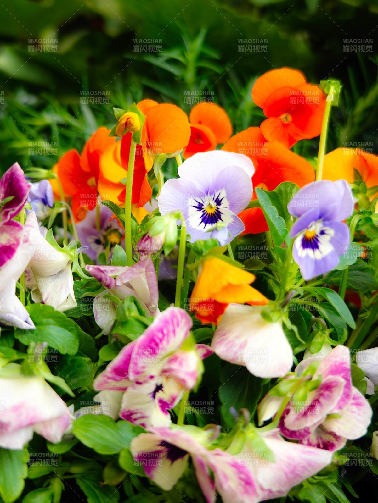 五彩斑斓的三色堇图片