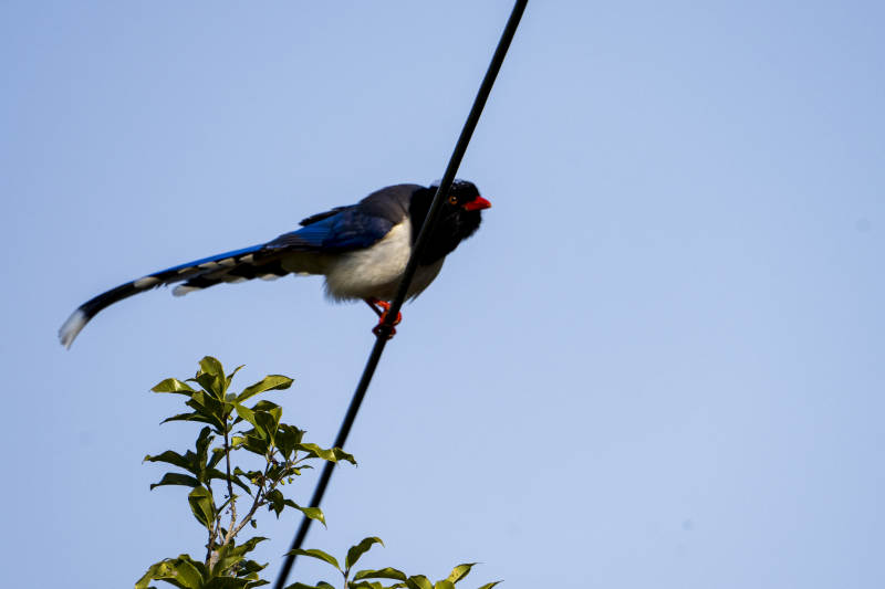 红嘴蓝鹊栖枝头图片