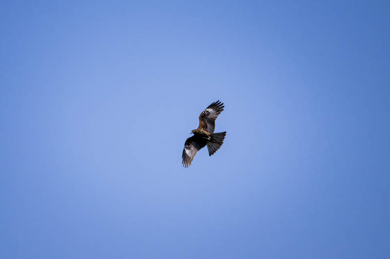 雄鹰翱翔蓝天图片