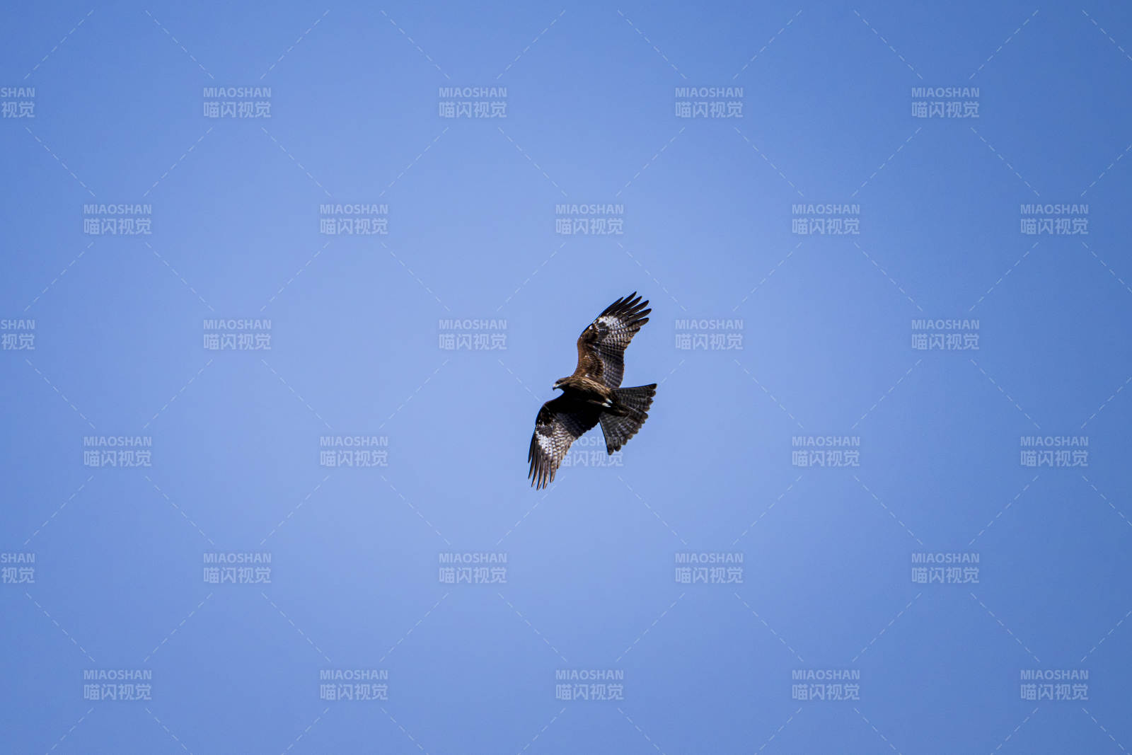 雄鹰翱翔蓝天图片