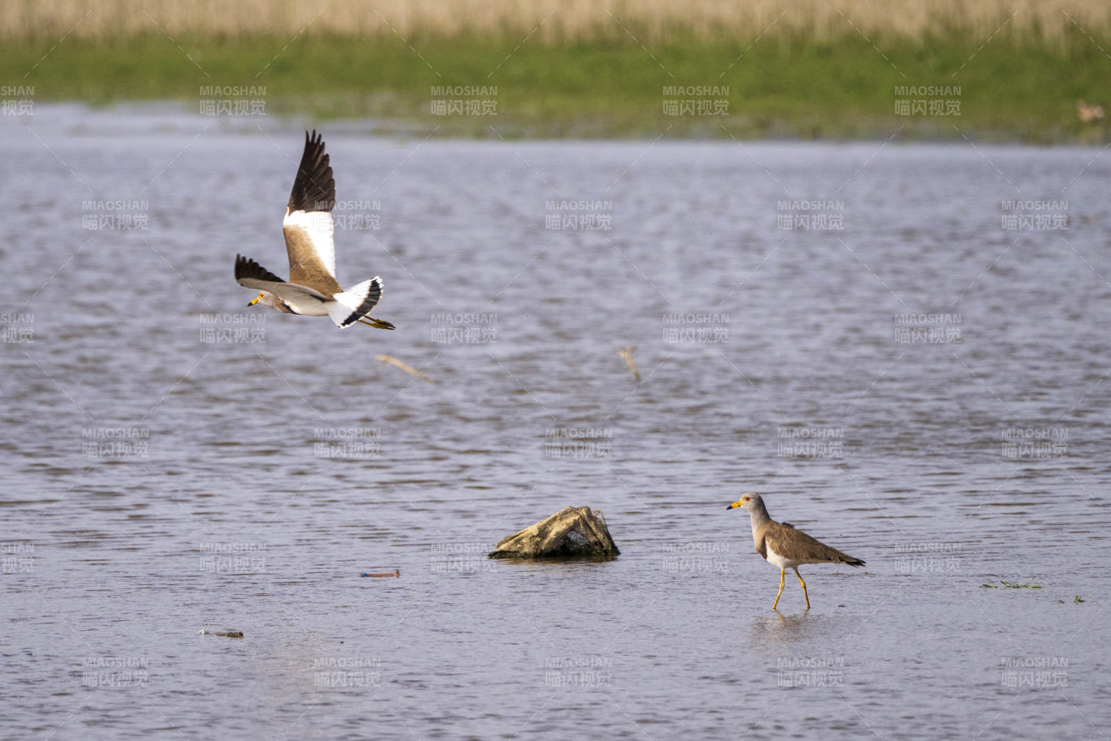 水鸟飞翔与栖息图片