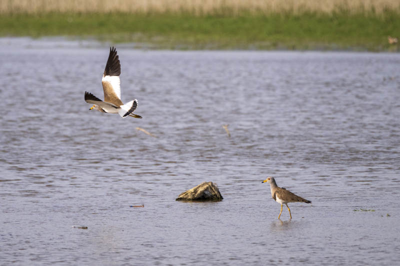 水鸟飞翔与栖息图片