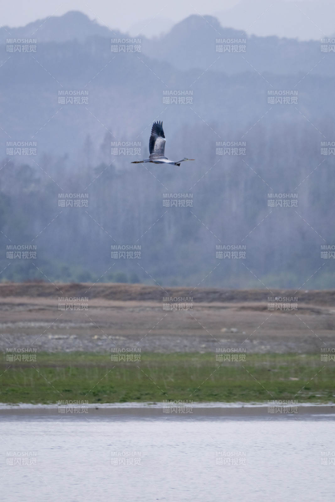 飞鸟掠湖面图片