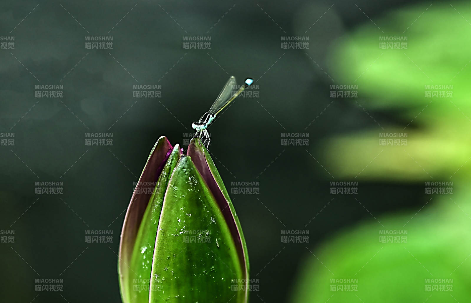 花苞上停歇的蜻蜓图片