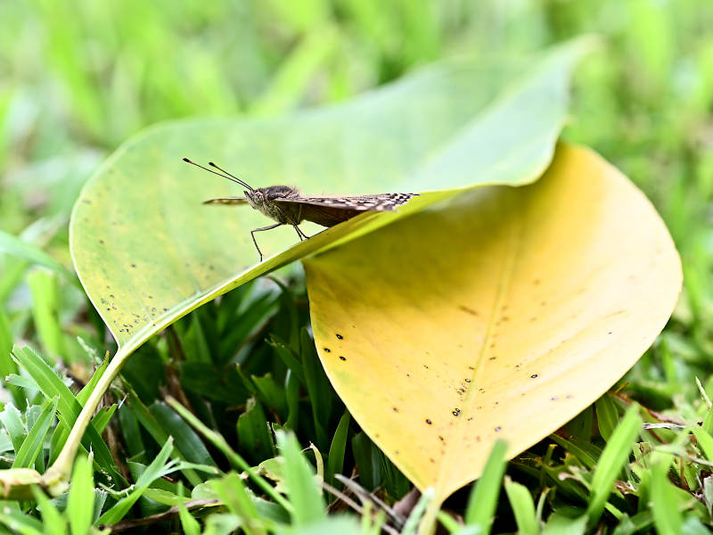 蝴蝶栖息在树叶上特写图片