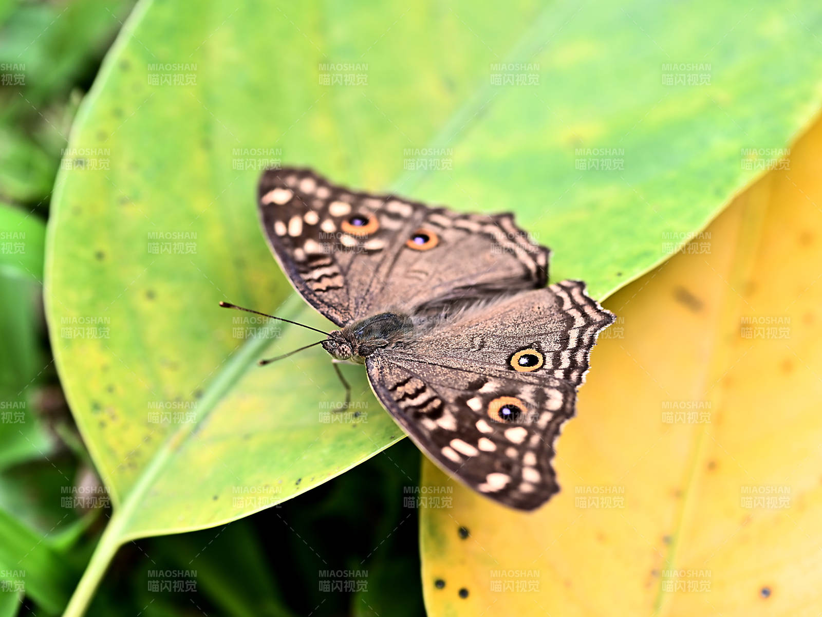蝴蝶栖息在树叶上特写图片