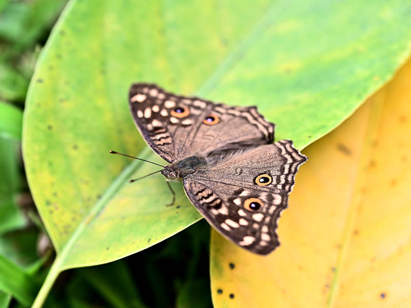 蝴蝶栖息在树叶上特写图片
