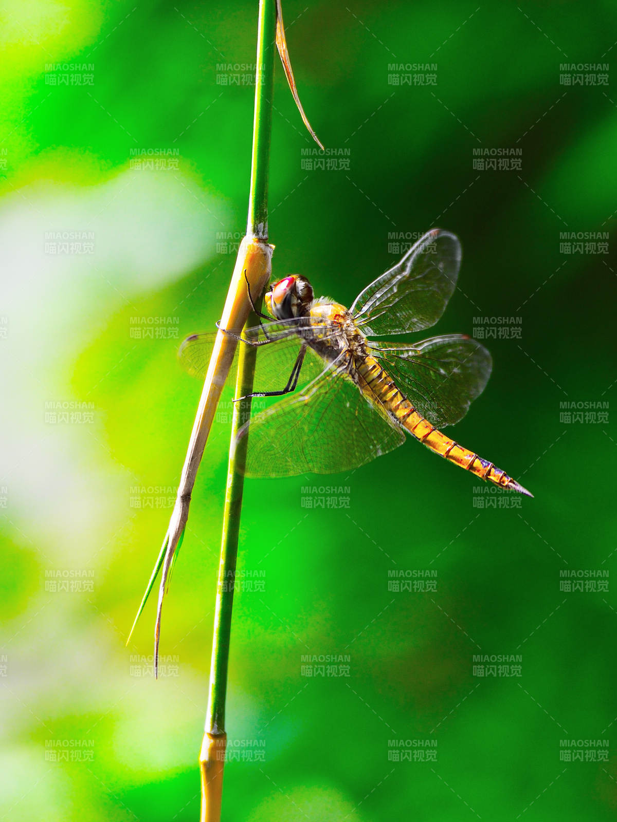 阳光下的蜻蜓栖息在枝头上图片