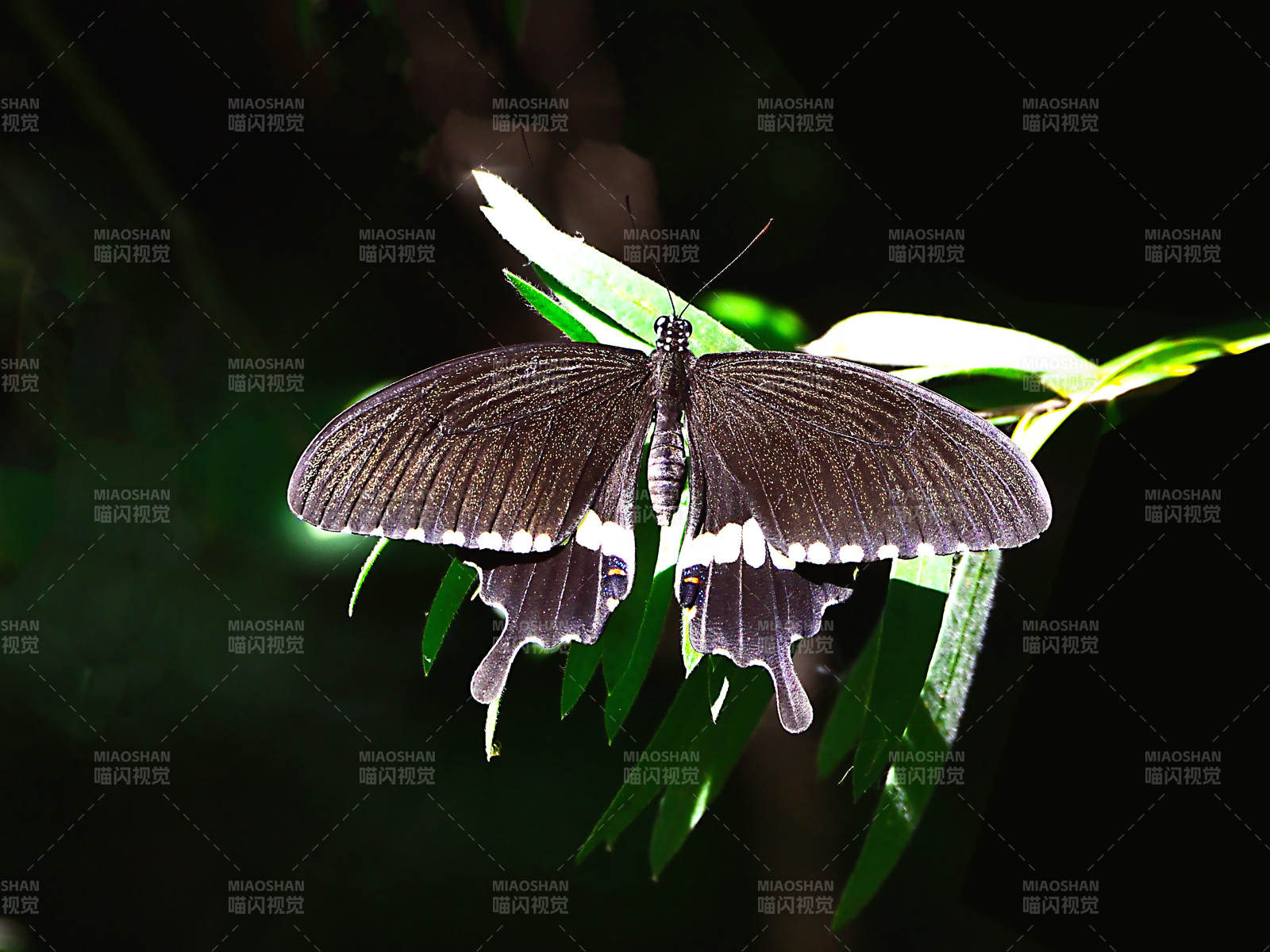 夜色中的蝴蝶图片