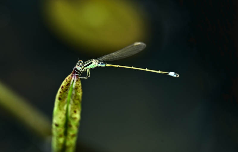 蜻蜓栖息叶尖上图片