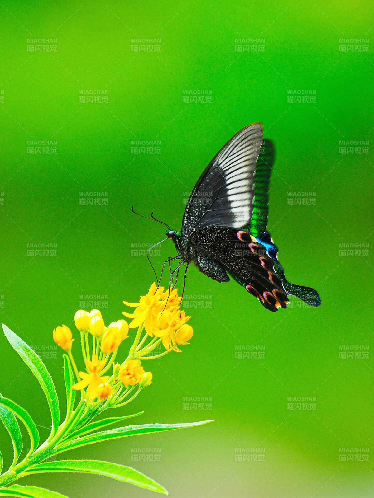 蝴蝶与花朵的美丽邂逅图片