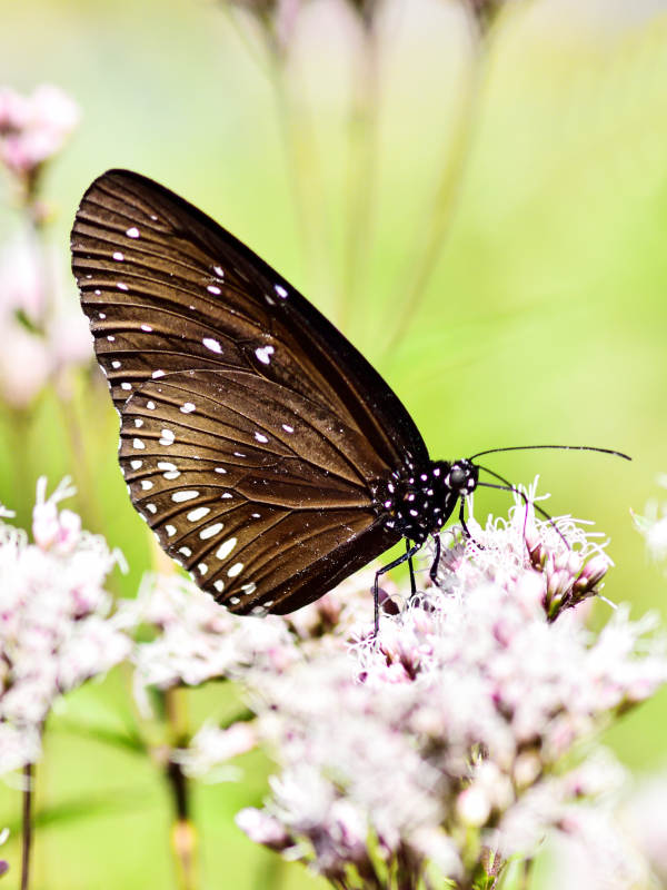黑脉金斑蝶与粉红色花朵图片