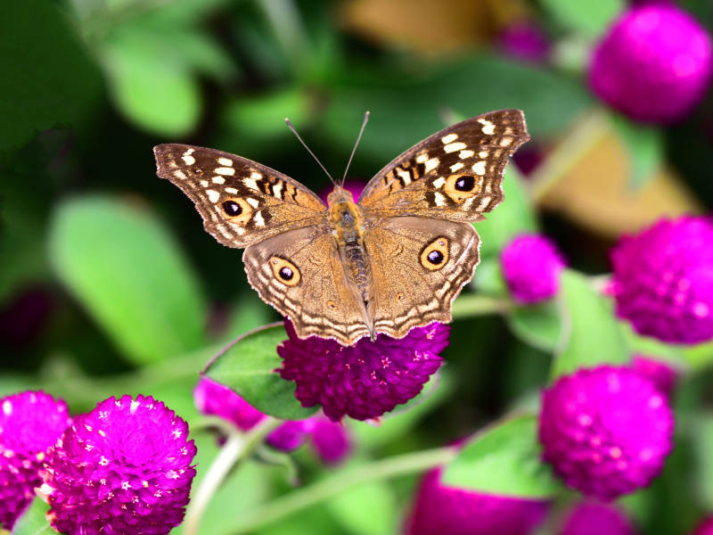 花丛中的蝴蝶图片