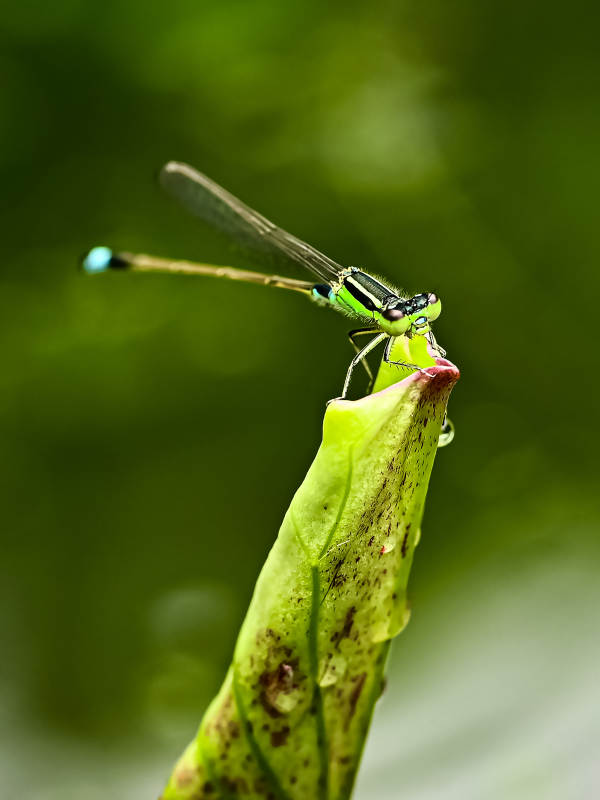 蜻蜓栖息叶尖上图片