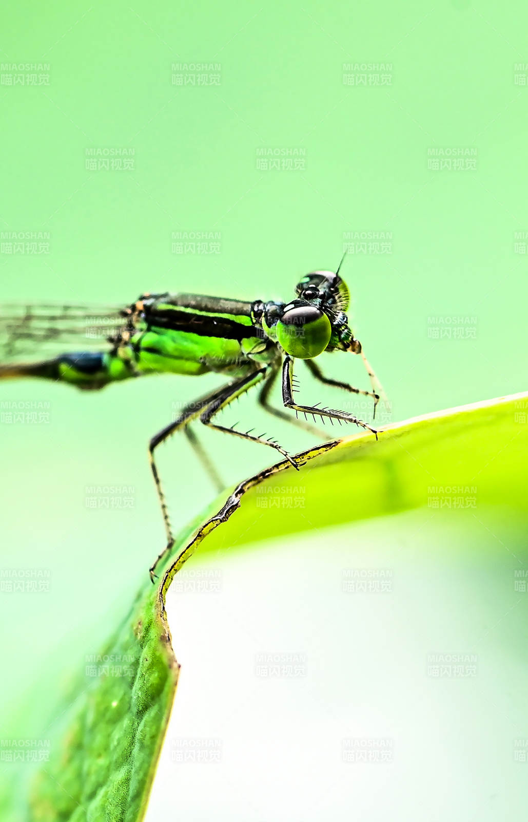 绿蜻蜓栖息叶尖上特写图片