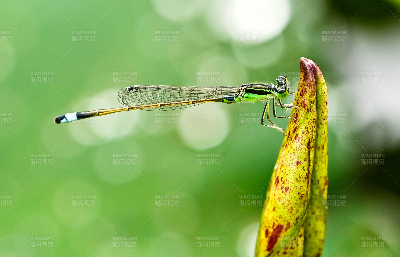 蜻蜓栖息叶尖上图片