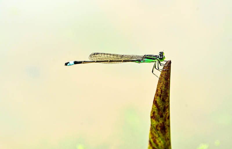 蜻蜓栖息叶尖上图片