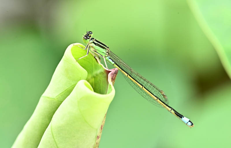 蜻蜓栖息叶尖图片