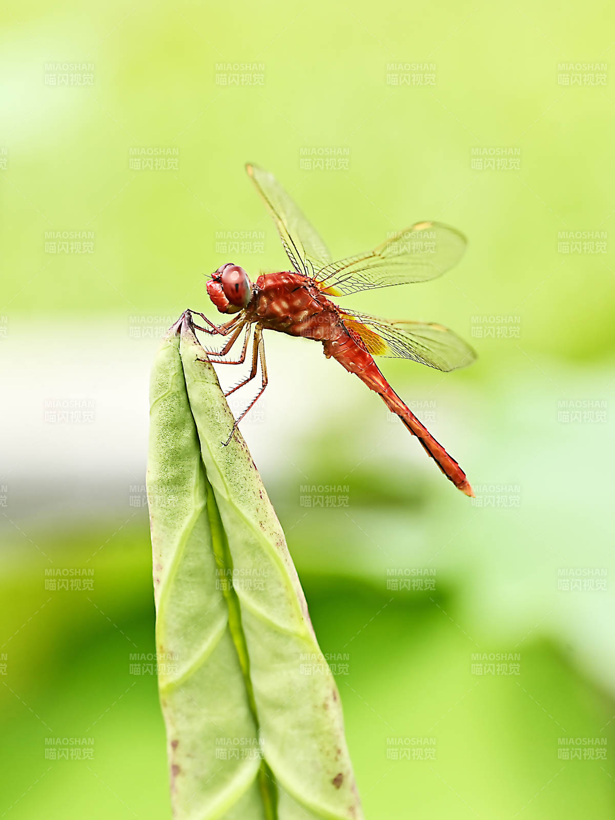 红蜻蜓栖息叶尖上图片