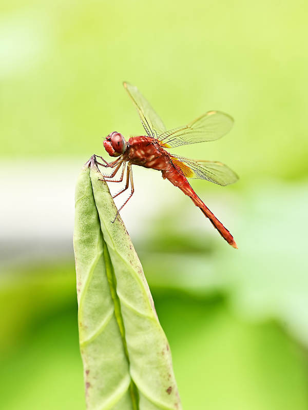 红蜻蜓栖息叶尖上图片