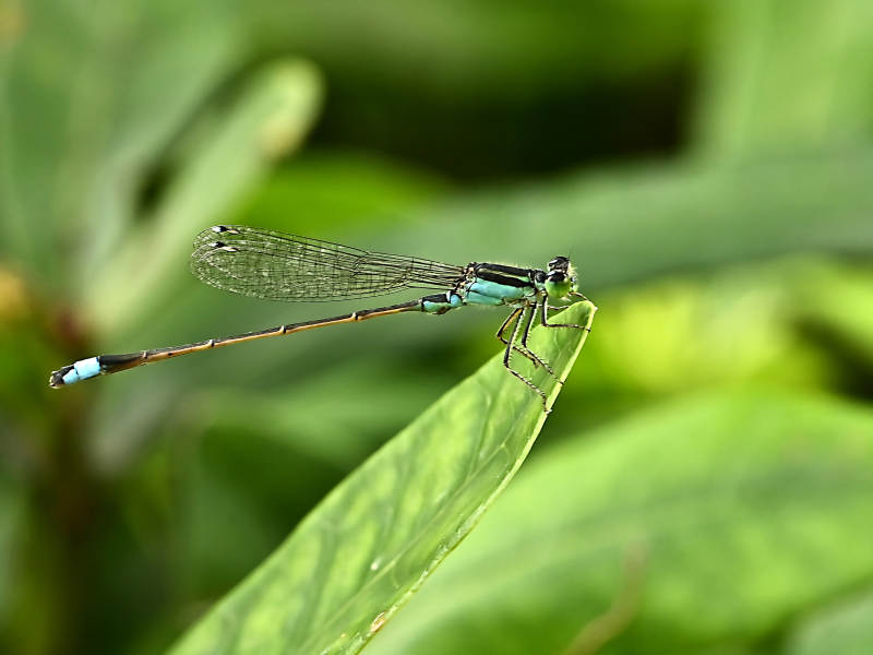 蓝蜻蜓栖息叶尖上图片