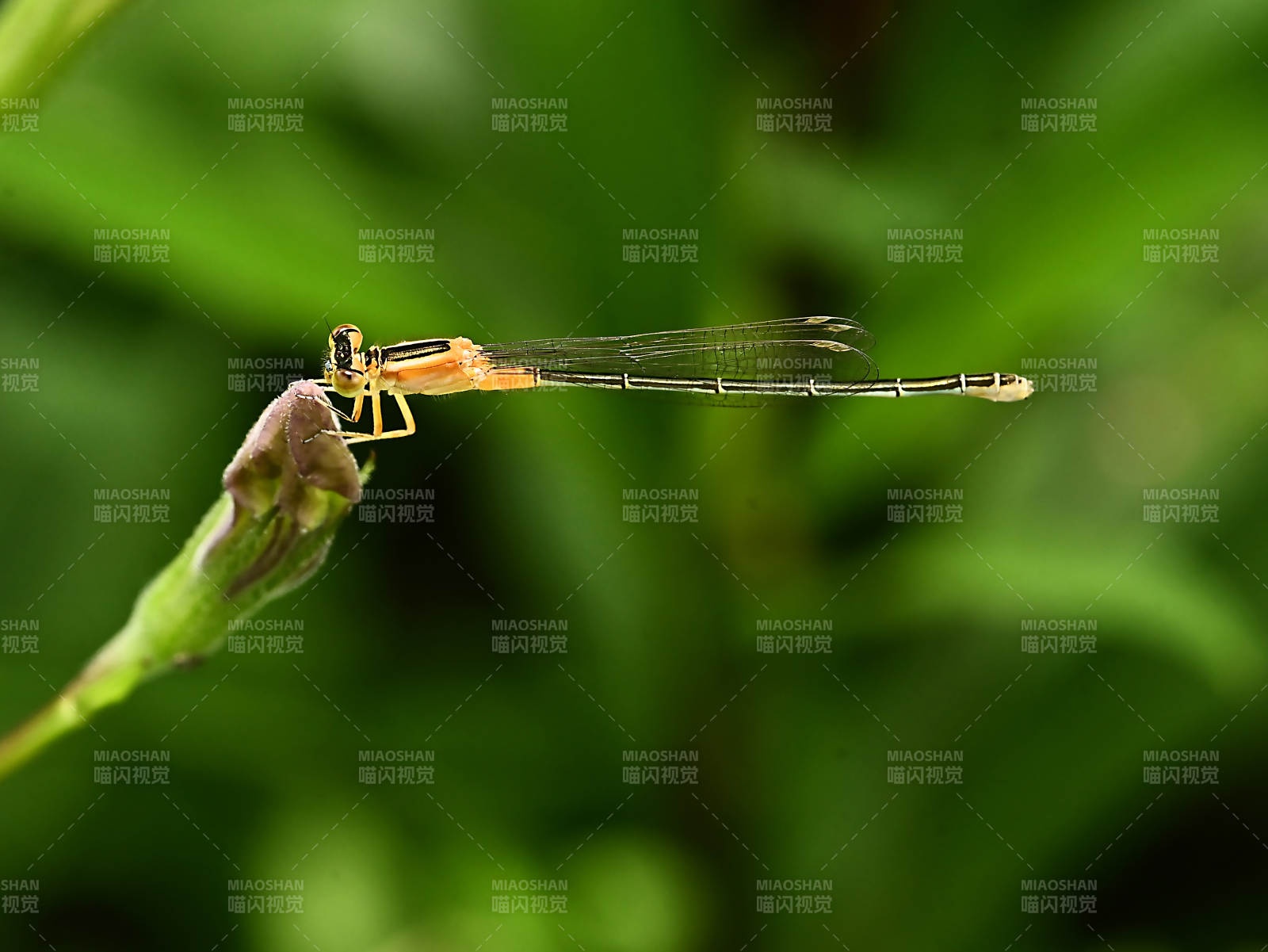 蜻蜓栖息在花蕾上图片