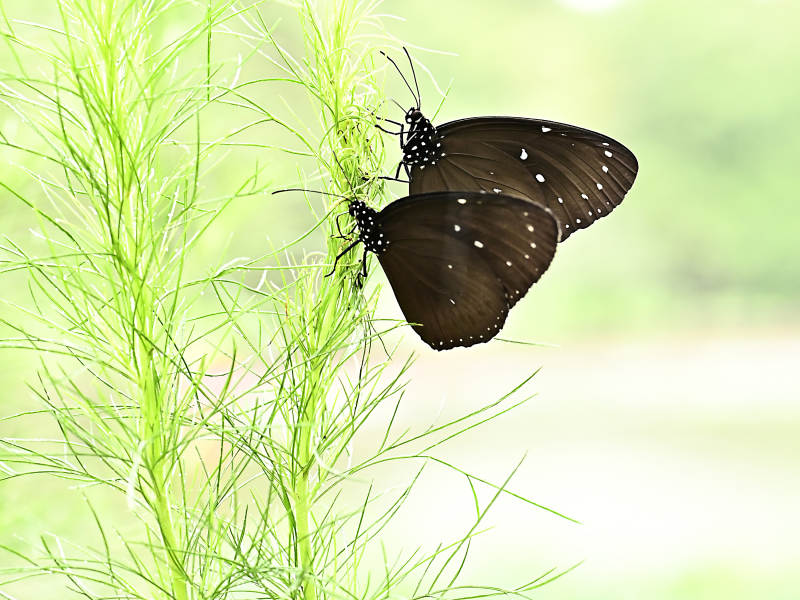 双蝶共舞在绿植间图片