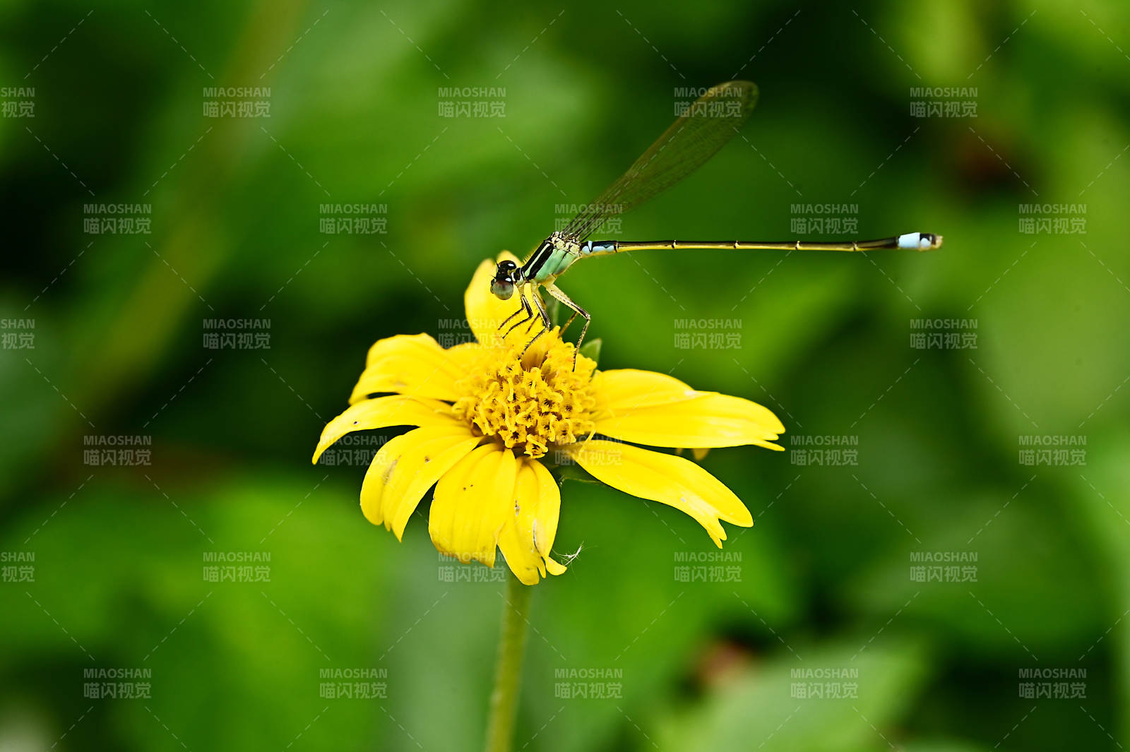 蜻蜓停歇在黄色菊花上图片