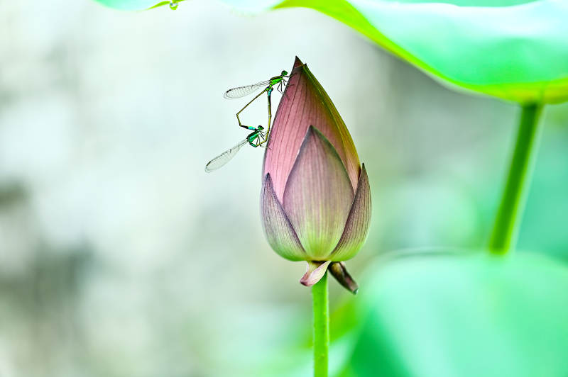 蜻蜓栖息在荷花花苞上图片