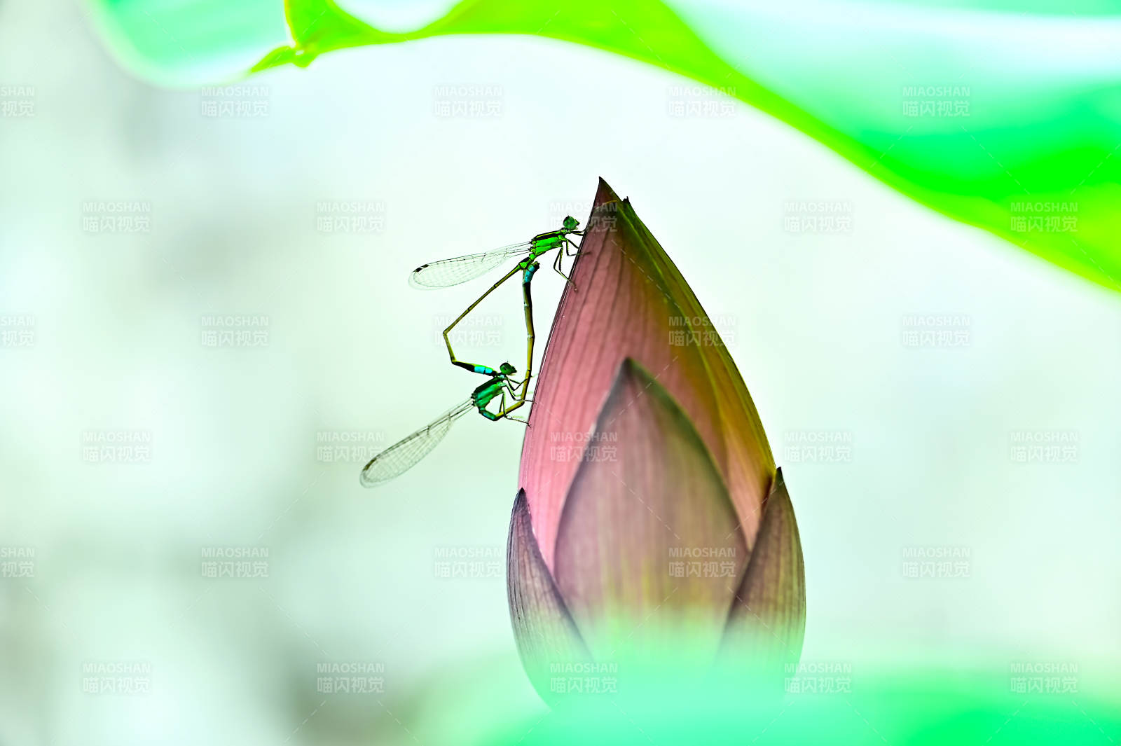 蜻蜓栖息在荷花花苞上图片