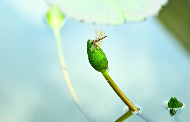 蜻蜓栖息在睡莲花苞上图片