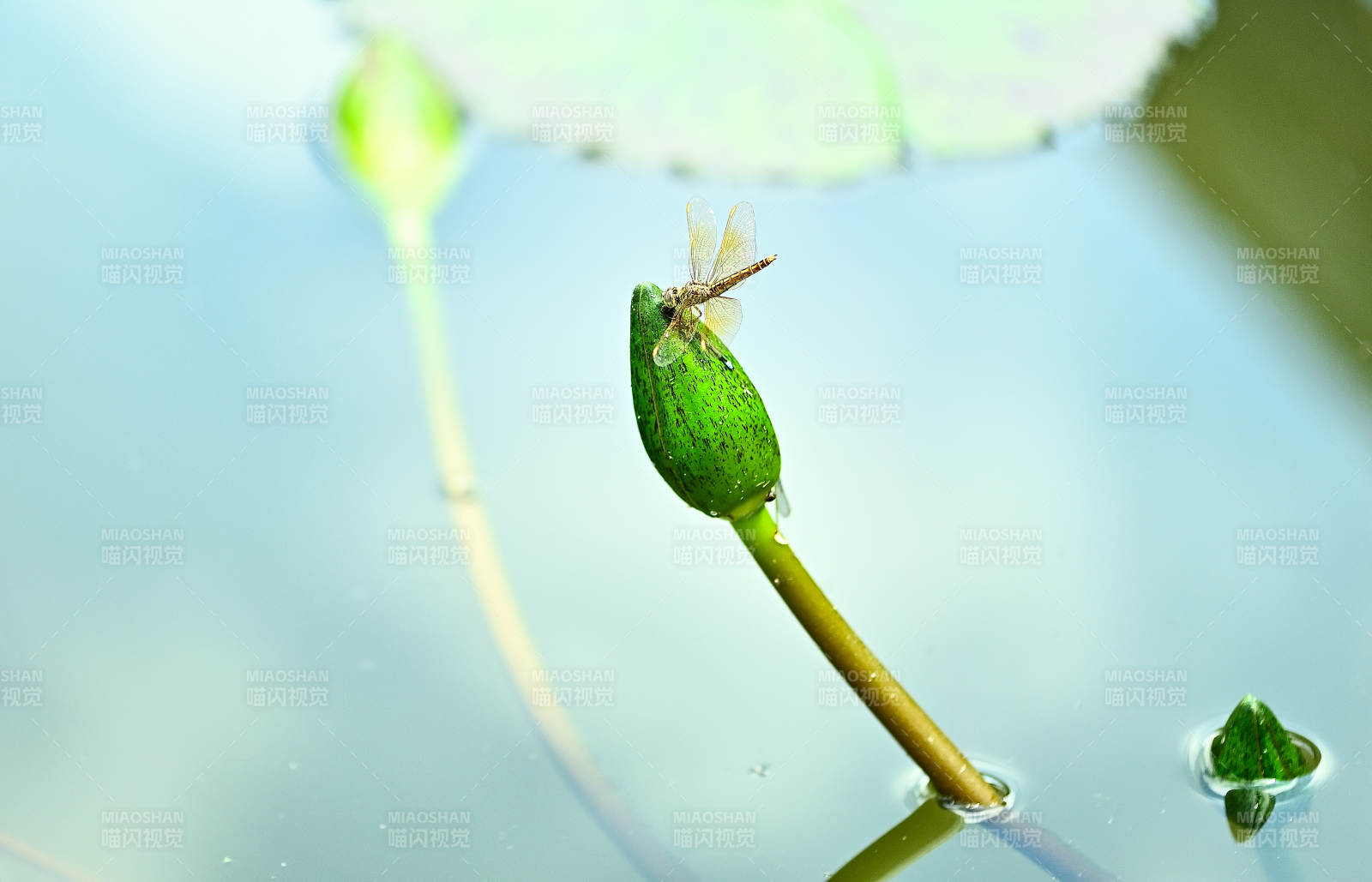 蜻蜓栖息在睡莲花苞上图片
