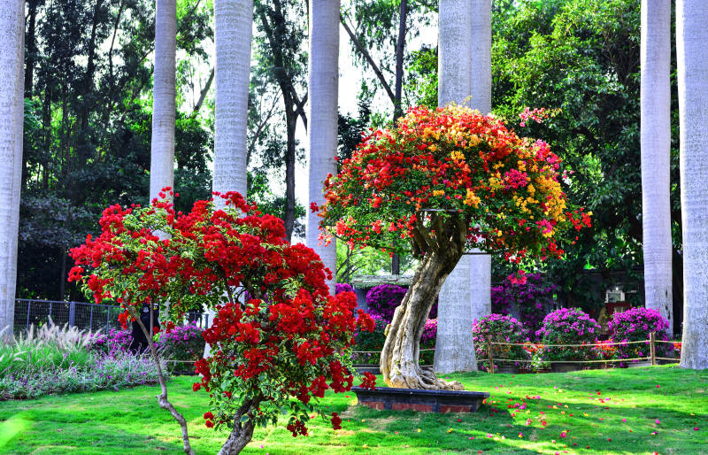 阳光下盛放的多色三角梅图片