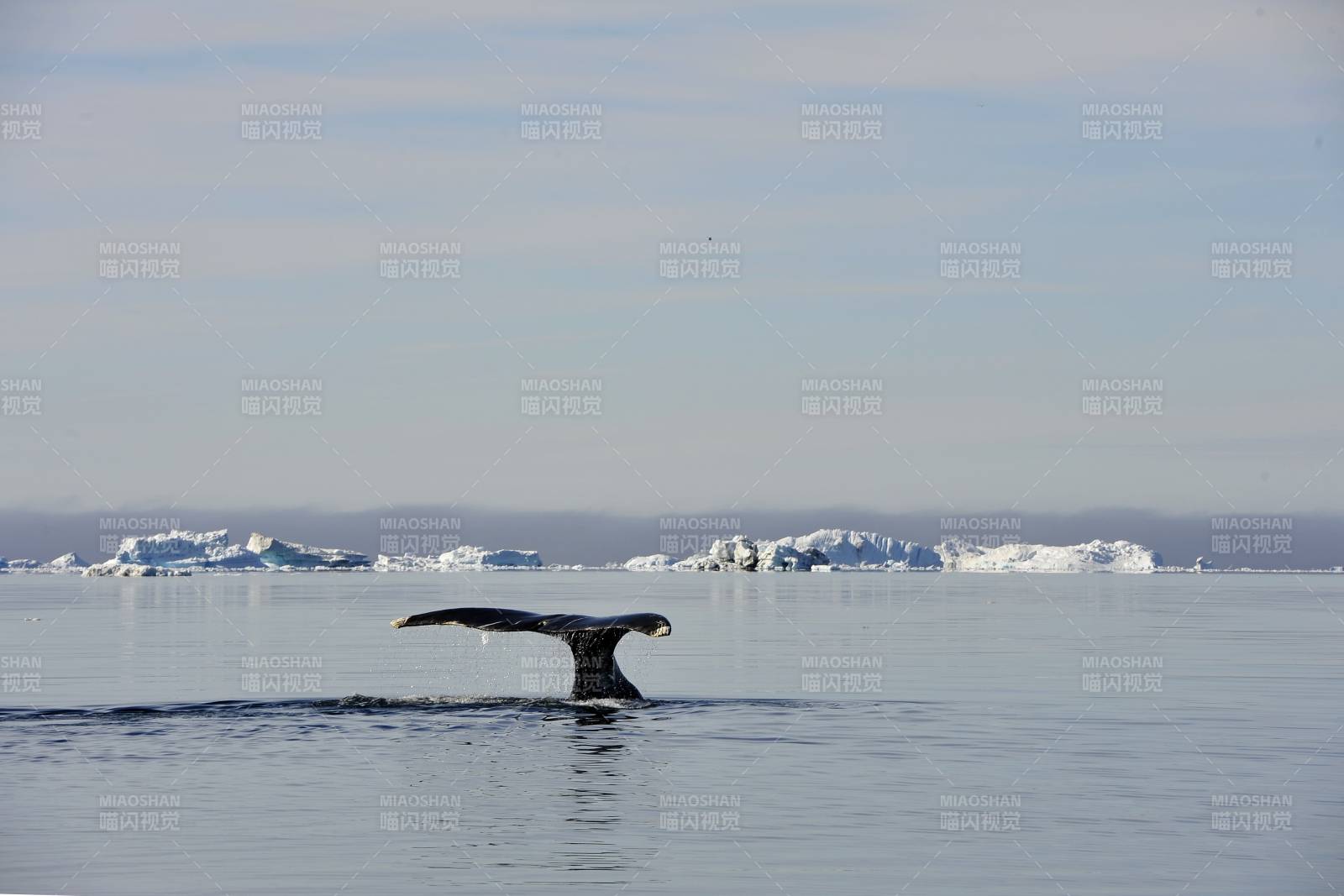 鲸尾跃出冰海图片