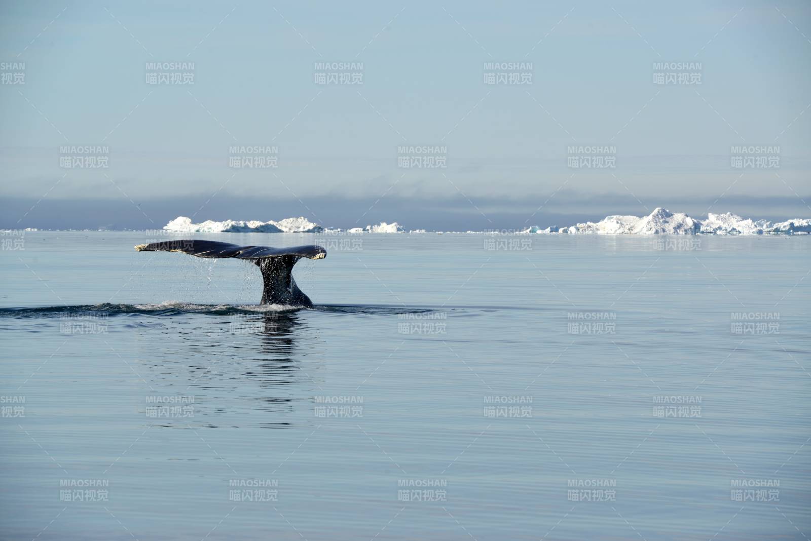 格陵兰岛鲸尾跃出冰海图片