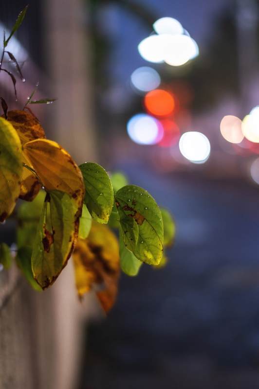 夜雨叶影图片