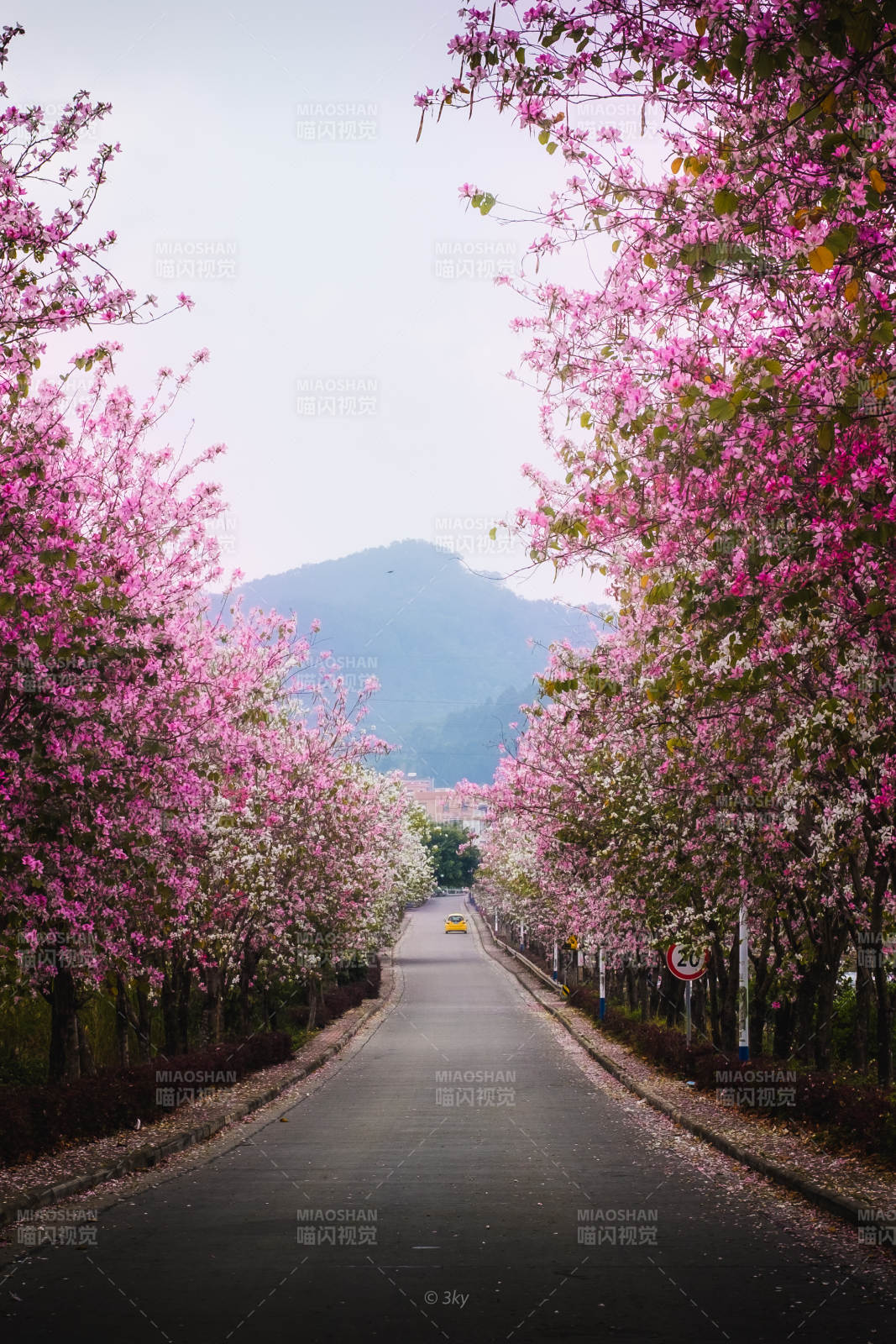 广州紫荆花大道春意浓图片