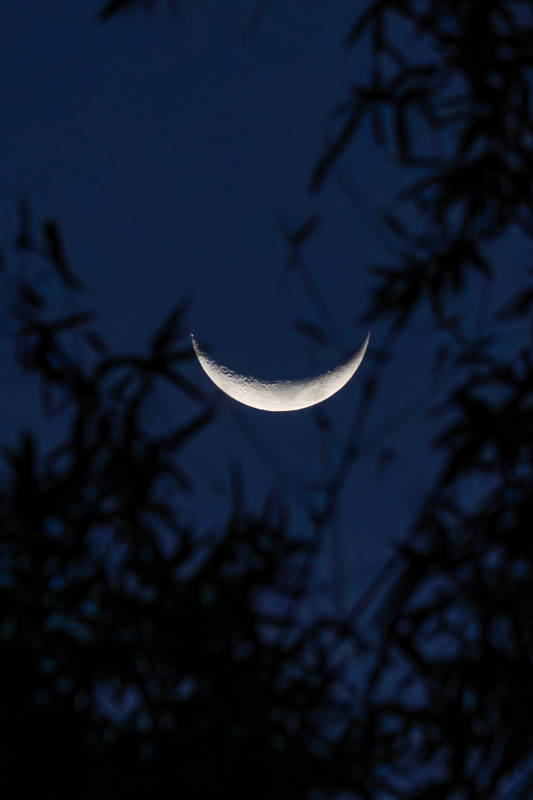新月挂枝头图片